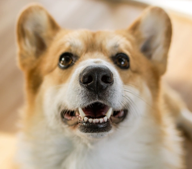 Cuidado Dental Veterinario