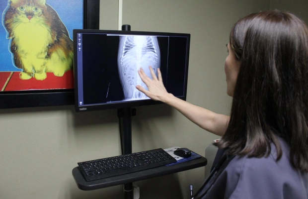 Diagnóstico y Tratamiento Veterinario