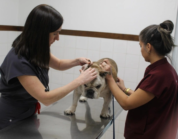Servicio de Drop-Off Veterinario