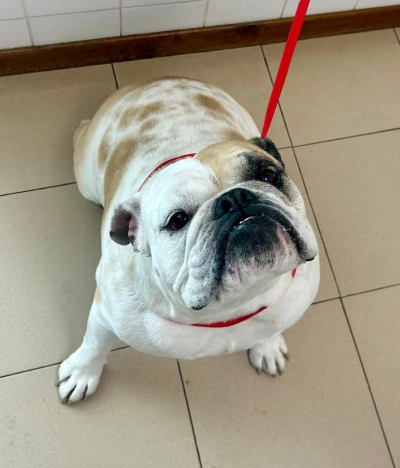 Bienvenido a la Clínica Veterinaria Gardenville