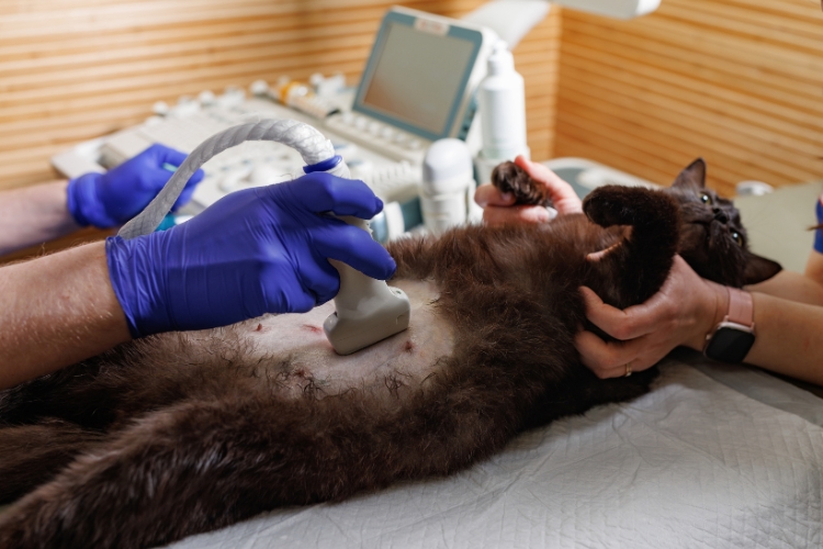 Cómo La Ecografía Veterinaria Detecta Problemas Ocultos